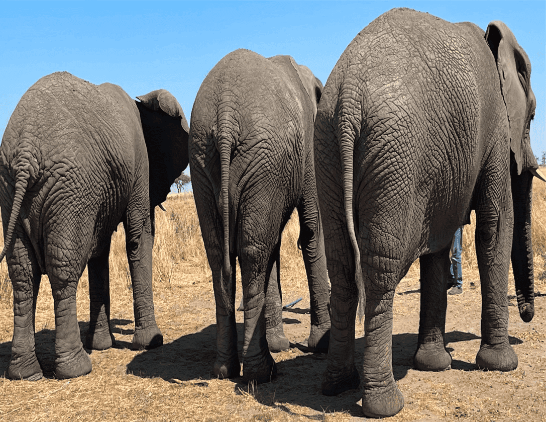 Elephants in Zimbabwe